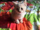 Котёнок от персидской кошки объявление продам