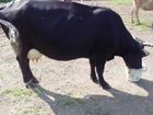 Обменяю корову на кабылу объявление продам