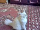 Красивый белый кот объявление продам