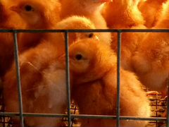 Продаю цыплят - несушек Ломан Браун
