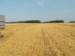 Зерно пшеница 2019г