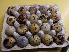 Яйца инкубационные перепелиные