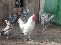 Инкубационное яйцо породных кур, цыплята