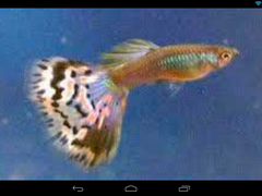 Аквариумные рыбки гуппешки- аквариумные раки