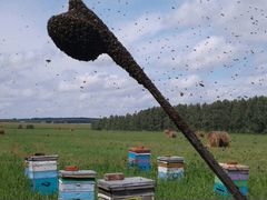 Пчелосемьи (пчёлы)