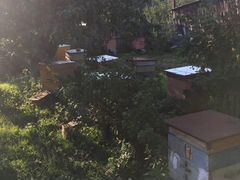 Домики с пчёлами