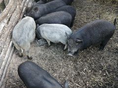 Поросята вьетнамской свиньи и мангала