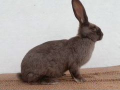 Кролики породы немецкий стракач