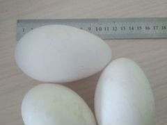 Яйца гусиные Линда, Легард, гусята