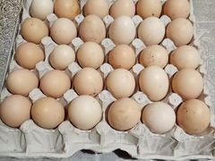 Инкубационное яйцо породаБрама