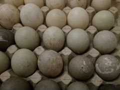 Яйца уток породы Каюга