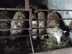 Овцы Ярки на завод на мясо