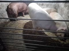 Свиньи живъем