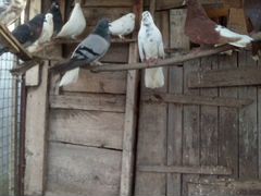 Дикие ути и николаевские голуби