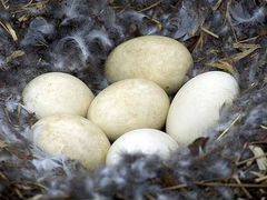 Яйца гусинные инкубационные