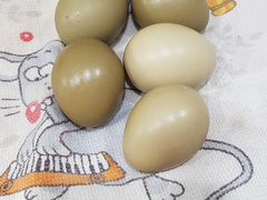 Инкубационные яйцо фазана