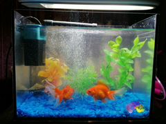 Золотые рыбки с аквариумом и черепашкой