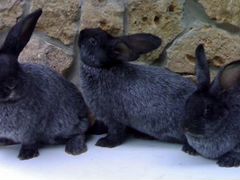 Кролики. Полтавское серебро