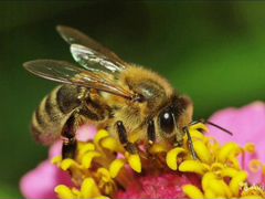 Пчелы, пчелосемьи, возможно вместе с прицепом