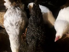 Цыплята Доминант и Брама