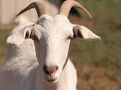Продам коз алапаевской породы