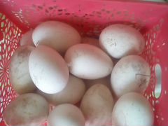 Гусиное яйцо на инкубацию