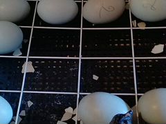 Цыплята Амераукана-голубое яйцо