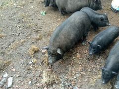 Продам вьетнамская свинья и поросят