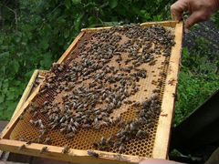 Пчелопакеты, пчелы