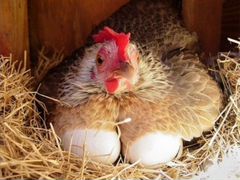 Домашние куриные яйца для инкубатора
