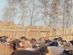 Овцы с ягнятами для разведения