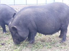 Беременная самка вьетнамской свиньи