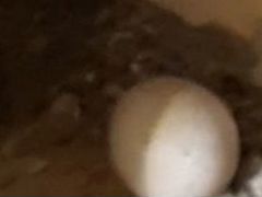 Инкубационное яйцо Кекликов