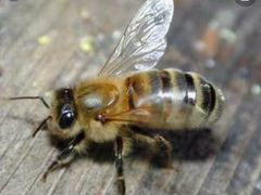 Засевы пчёл