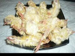 Суточные цыплята на корм животным