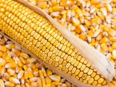 Кукуруза кормовая и пшеница