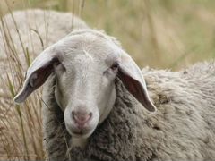 Продаются овцывсе вопросы по телефону