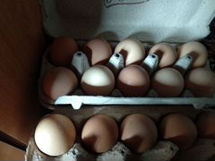 Инкубационное яйцо кур породы Доминант