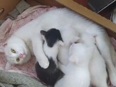 Котята белые