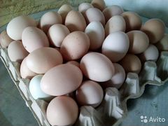 Яйцо инкубационное Хороших помесных кур