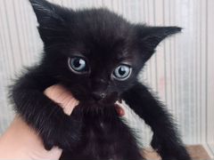 Чёрный игривый котёнок,мальчик,в добрые руки