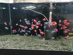 Тернеции рыбки аквариумные