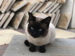 Тайский кот
