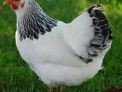 Цыплята адлерская серебристая,индоутята