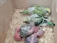 Бронирование месячных птенцов волнистого попугая