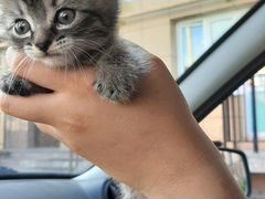 Котёнок в добрые руки