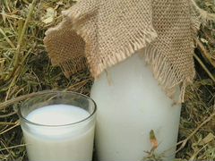 Молоко от Нубийской козы