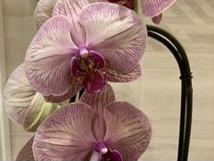 Орхидея (цветёт) фаленопсис каскад Венозный