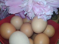 Яйцо диетическое от своих курочек