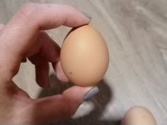 Яйца от кур молодок
